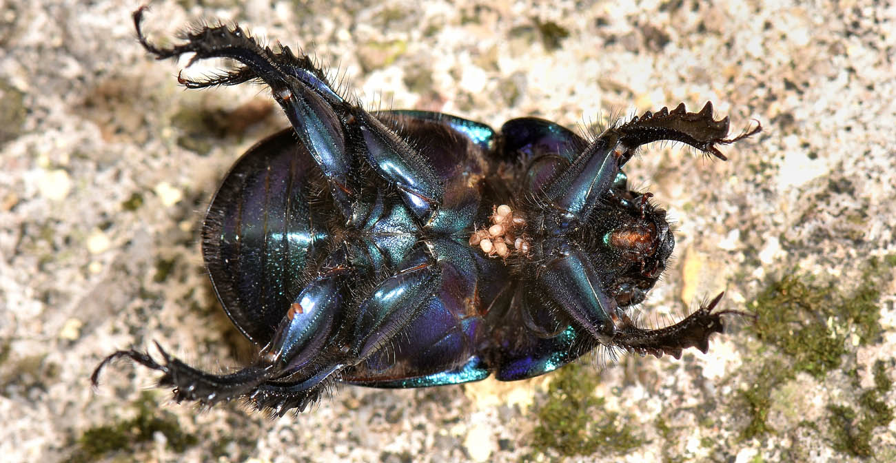 Geotrupidae: Anoplotrupes stercorosus? No, Geotrupes spiniger (cfr.)